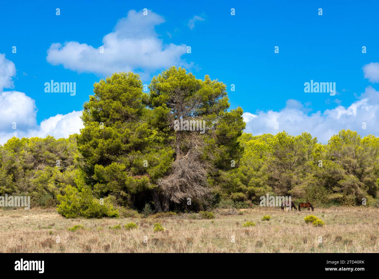 Pine trees and horses in the nature reserve Punta de n´Amer near Sa Coma, Mallorca Stock Photo