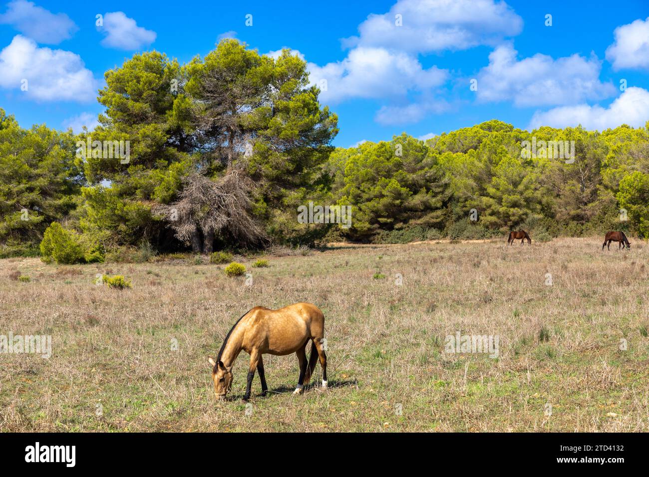 Pine trees and horses in the nature reserve Punta de n´Amer near Sa Coma, Mallorca Stock Photo
