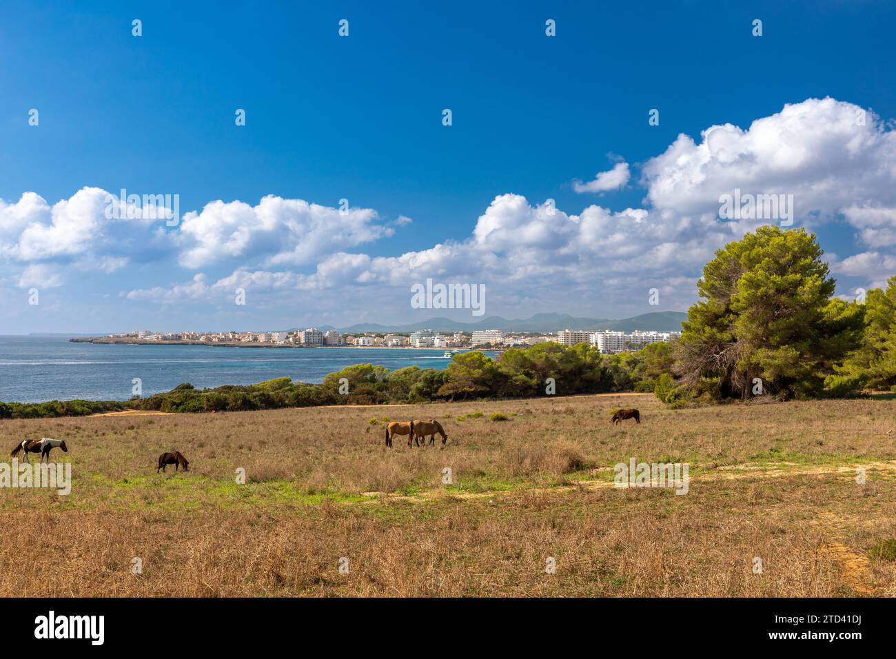 Pine trees and horses at the coast, in the nature reserve Punta de n´Amer near Sa Coma, Mallorca Stock Photo