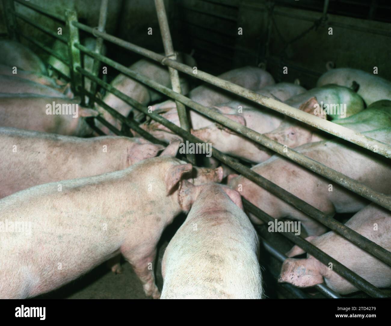 DEU, Germany: The historical slides from the times 84-85 r years, Sauerland. Agriculture. Farm ca. 1984. pig breeding Stock Photo