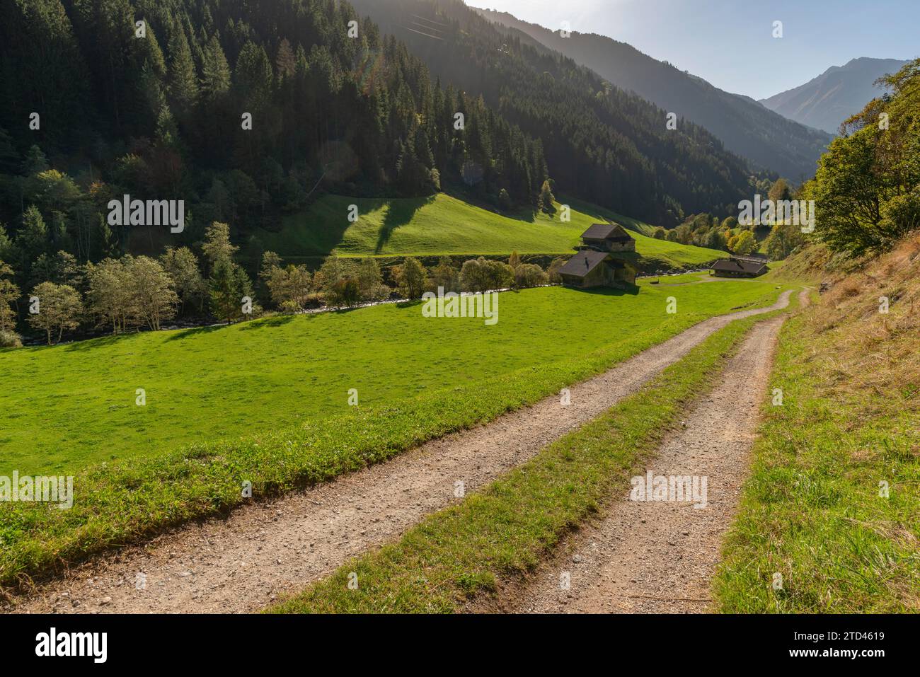 Agriculture, alpine pasture in the valley Zillergrund, mountain stream Ziller, alpine pasture, Zillertal Alps, path, mountain slope, coniferous Stock Photo