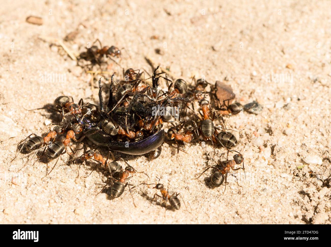 Many red wood ants (Formica rufa) working together to transport food ...