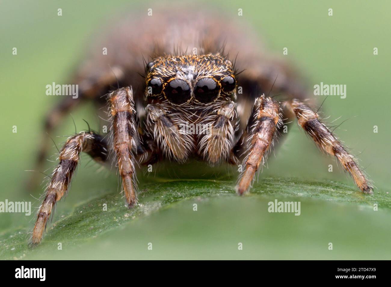 Pseudeuophrys lanigera Jumping Spider on plant leaf. Tipperary, Ireland Stock Photo