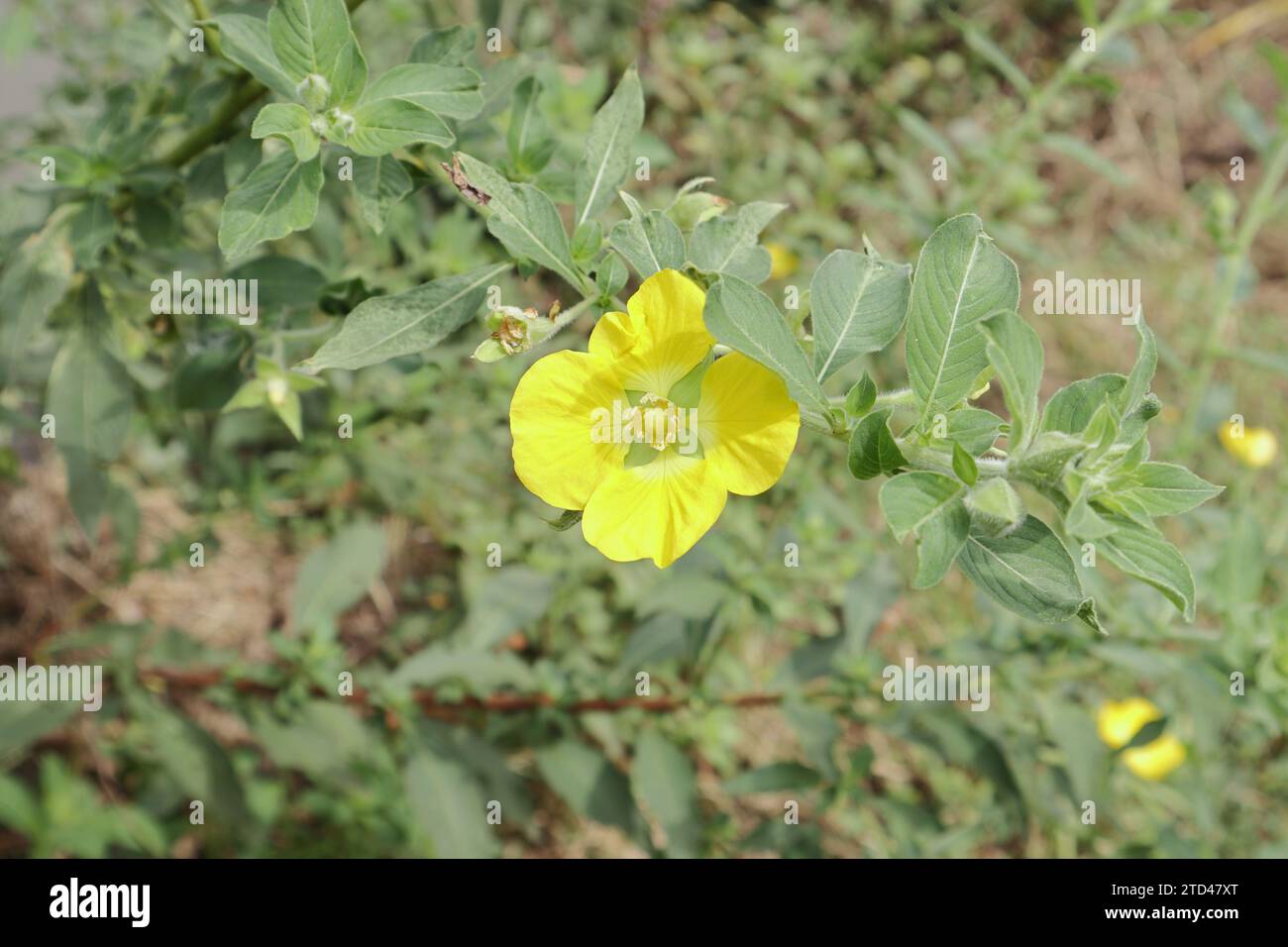 Overhead view of a beautiful four petaled Peruvian primrose willow flower blooms on a twig growing near a paddy field. This densely growing common wee Stock Photo