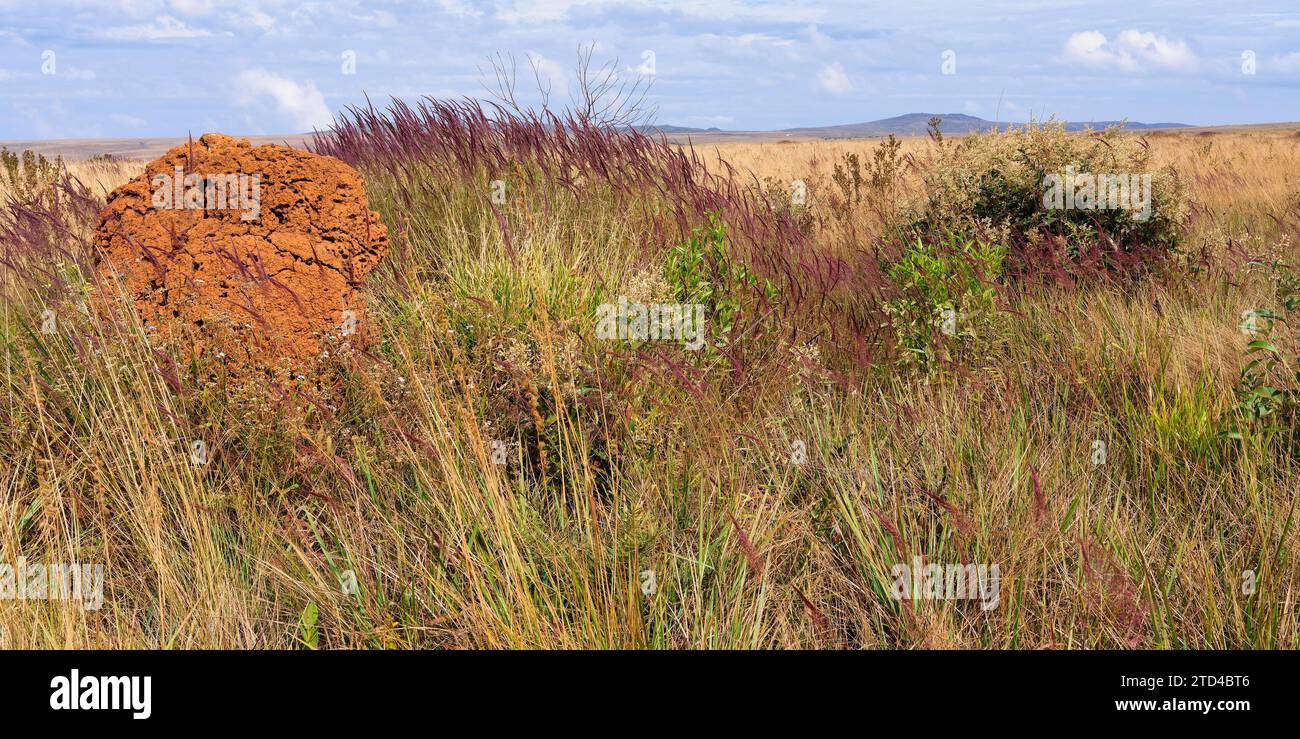 Serra da Canastra landscape with Melinis minutiflora herbs, Capin Melao, and termite mound, Minas Gerais, Brazil Stock Photo