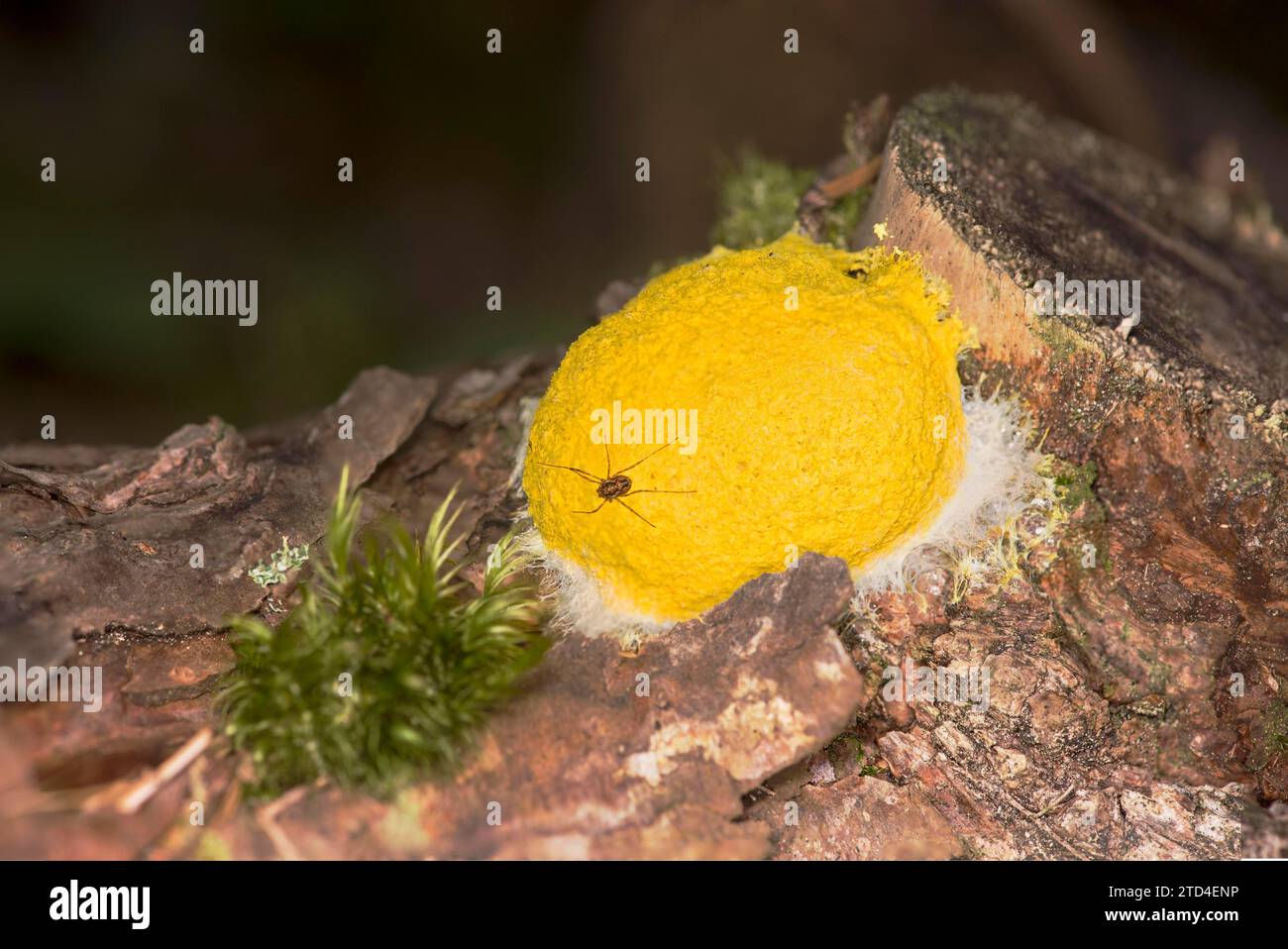 A weaver's gargoyle on the mobile slime mould yellow blossom (Fuligo septica), Valais, Switzerland Stock Photo