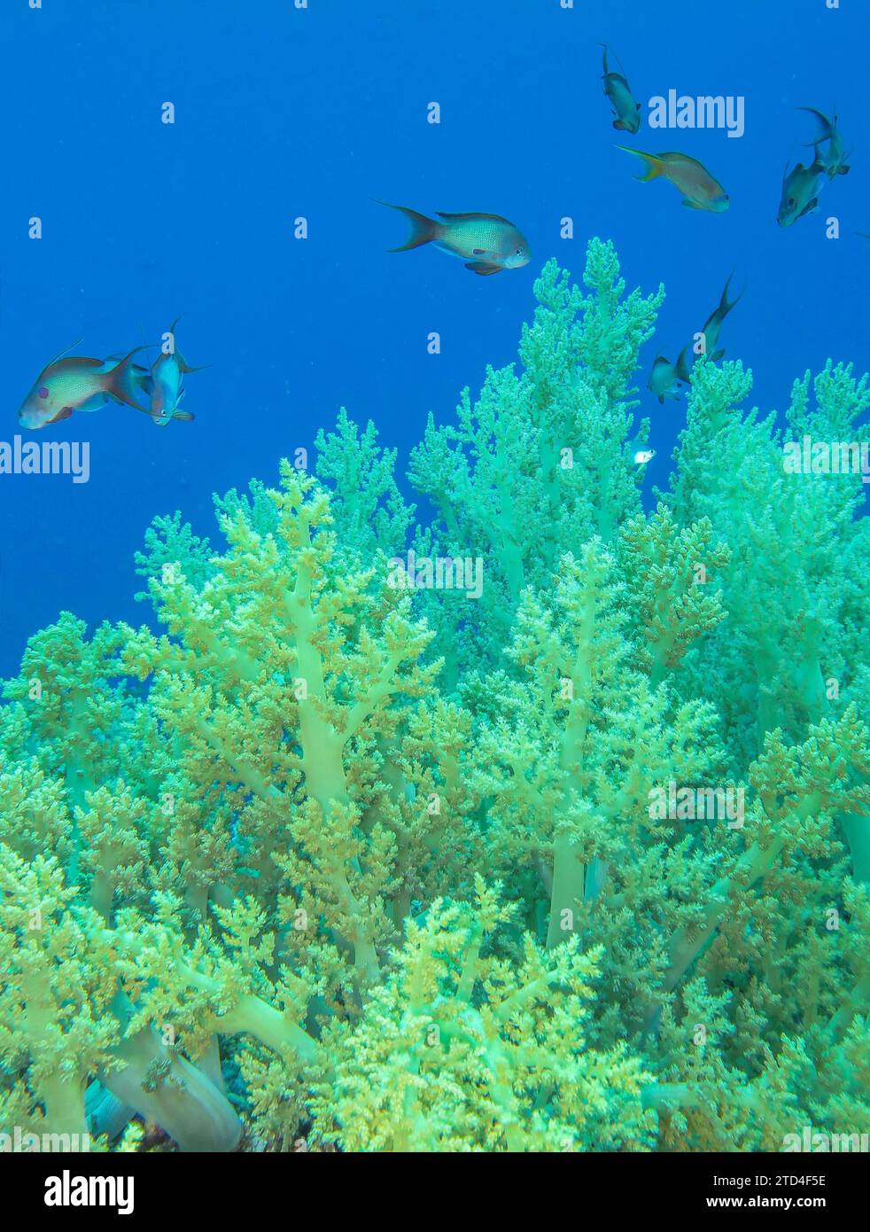 Fish, broccoli soft coral Litophyton arboreum, underwater photo, dive site Gabr El Bint, Dahab, Gulf of Aqaba, Red Sea, Sinai, Egypt Stock Photo