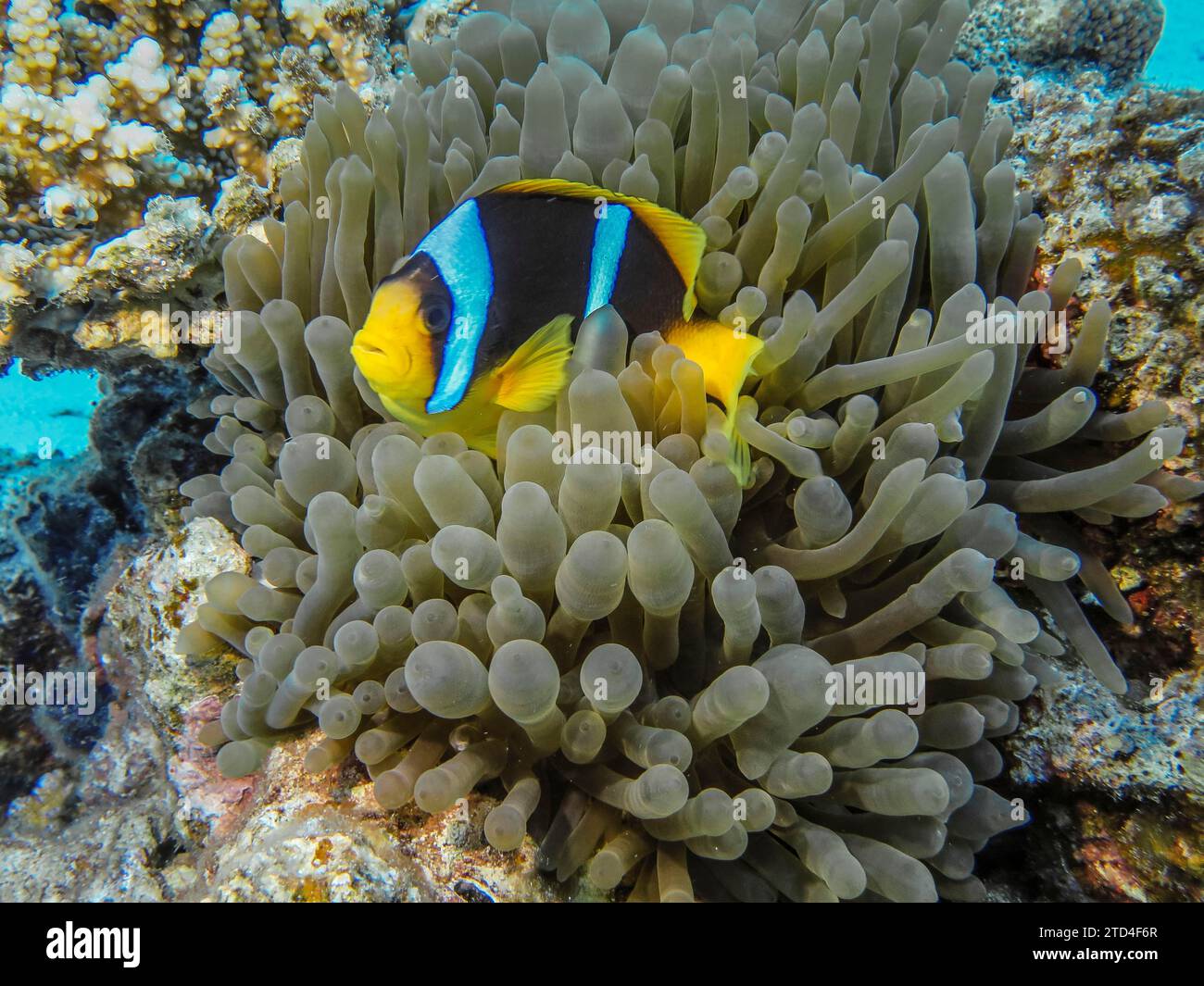 Sea anemone (Actiniaria), red sea clownfish (Amphiprion bicinctus), underwater photo, dive site The Islands, Dahab, Gulf of Aqaba, Red Sea, Sinai Stock Photo