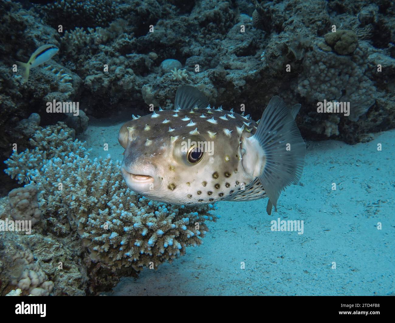 Spotbase burrfish (Cyclichthys spilostylus), underwater photo, dive site The Canyon, Dahab, Gulf of Aqaba, Red Sea, Sinai, Egypt Stock Photo