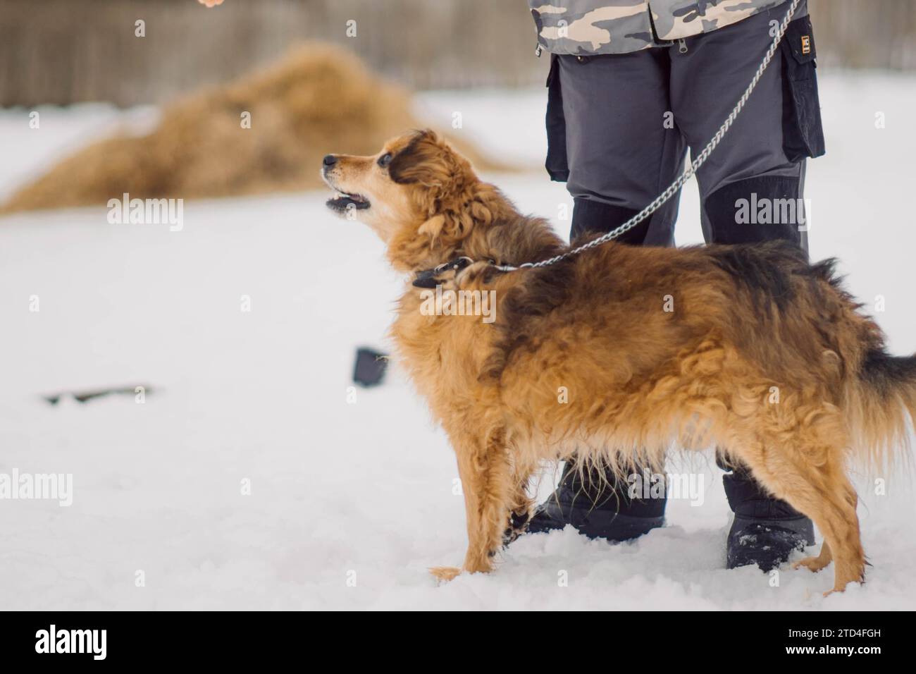 Red blind stray dog walks on a leash in winter weather with the owner of a dog shelter Stock Photo