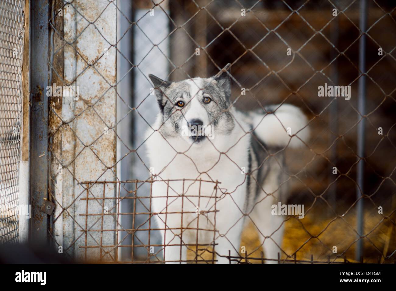 Cute bicolor dog sits alone behind the metal bars in the dog shelter and looks sadly at the camera Stock Photo
