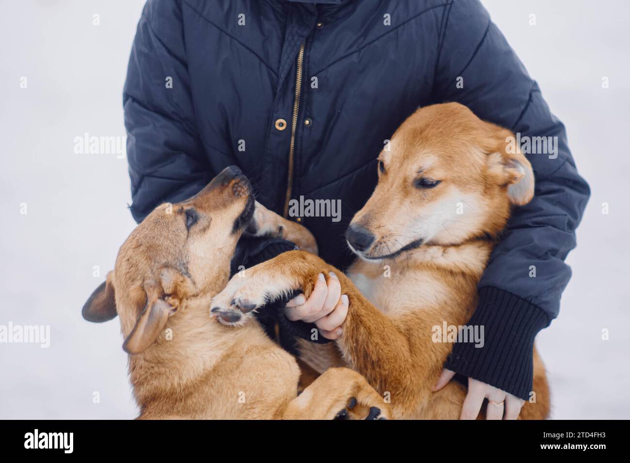 Two homeless cute mongrel dogs hugging with their owner in a dog shelter Stock Photo