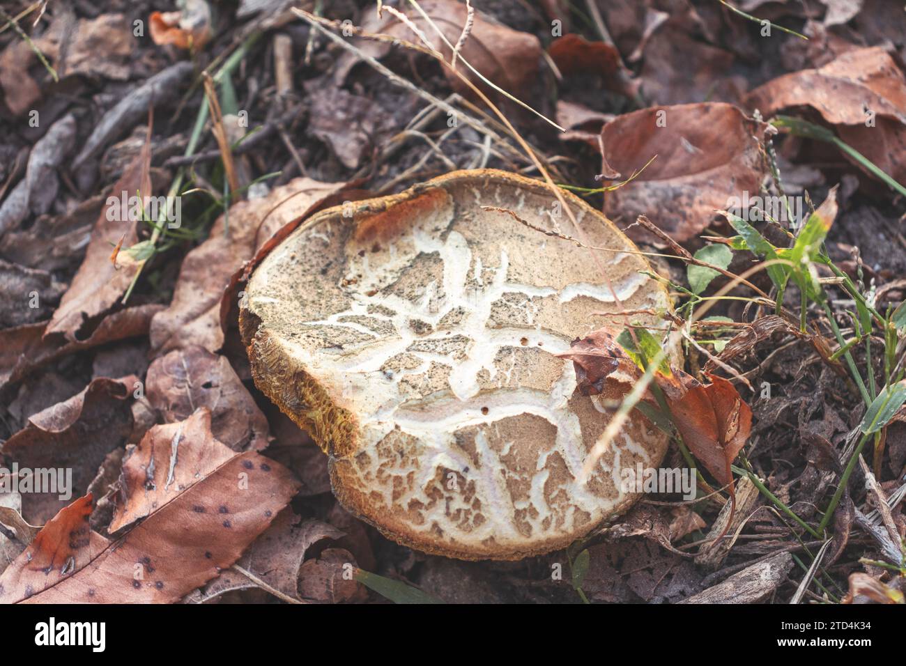 High angle view of chrysenteron mushroom. Edible mushroom