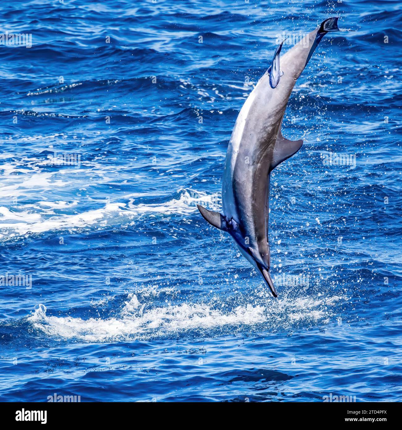 Spinner dolphin with Remora attached Stock Photo