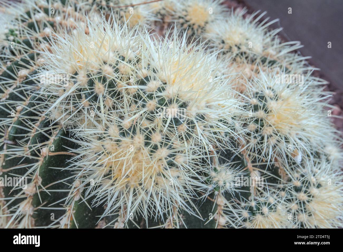 Propagated Mammillaria cactus showcasing offsets and growth