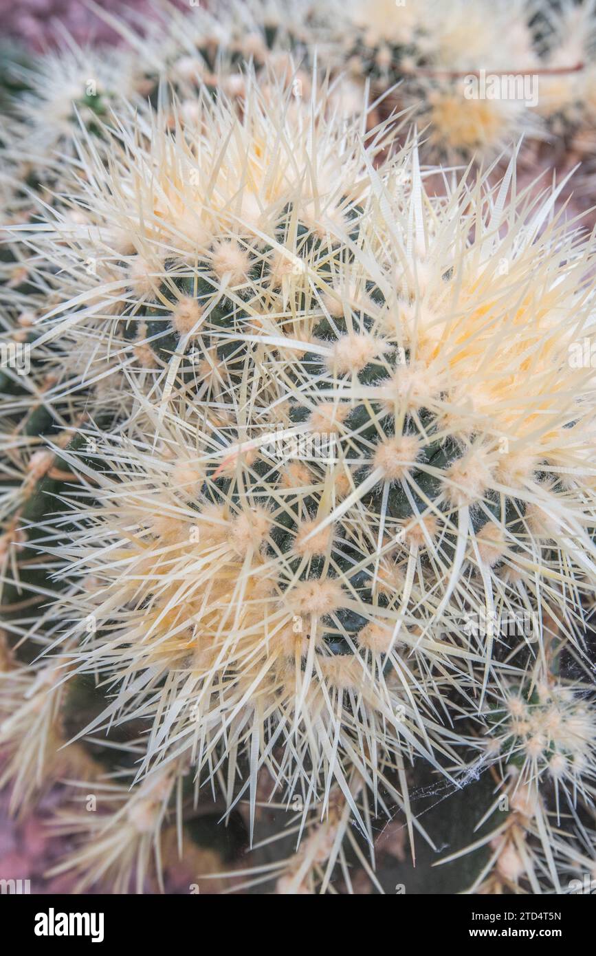 Young cactus seedlings growing in a controlled environment