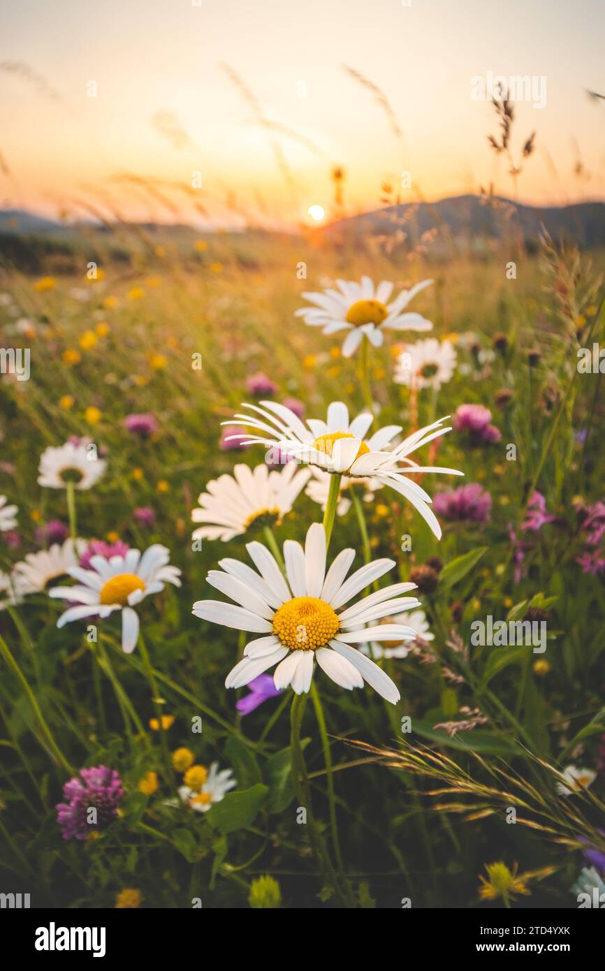 Blossoming meadow flowers in a pristine field in Beskydy mountains, Czech Republic. Sunset with daisies at golden hour. Stock Photo