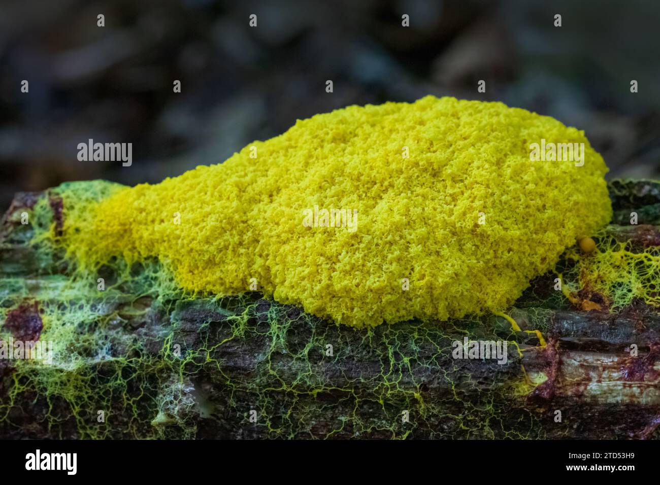 Closeup of yellow slime mold with veins network on dead tree log Stock Photo