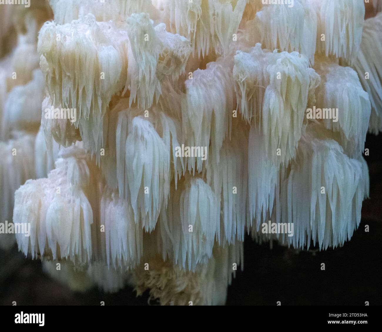 Closeup view of white tooth fungus mushroom hericium americanum Stock Photo