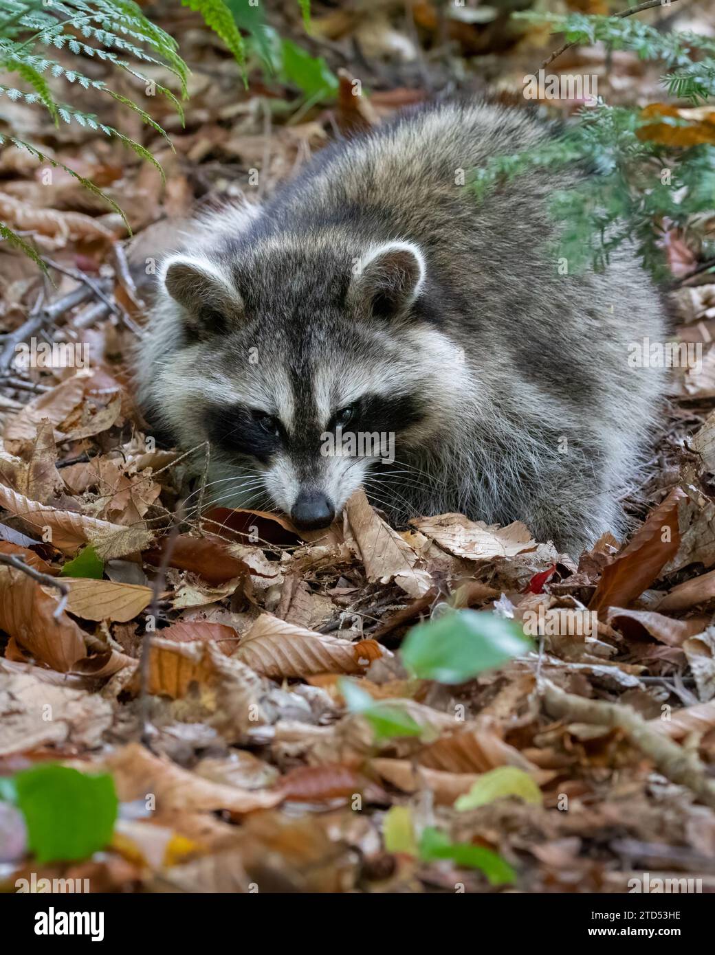 SPORT WOOD - The Wooden Racoon