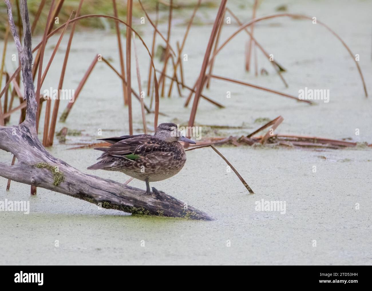 Female Green-winged Teal standing on wood log half in water Stock Photo