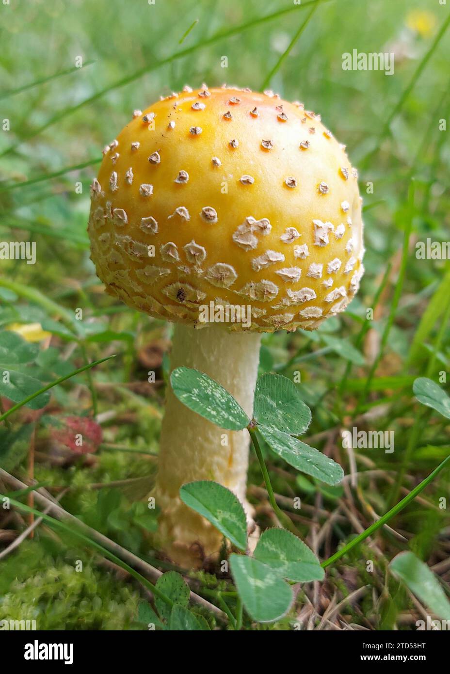 Closeup of rounded cap yellow Fly Agaric mushroom growing in grass field Stock Photo