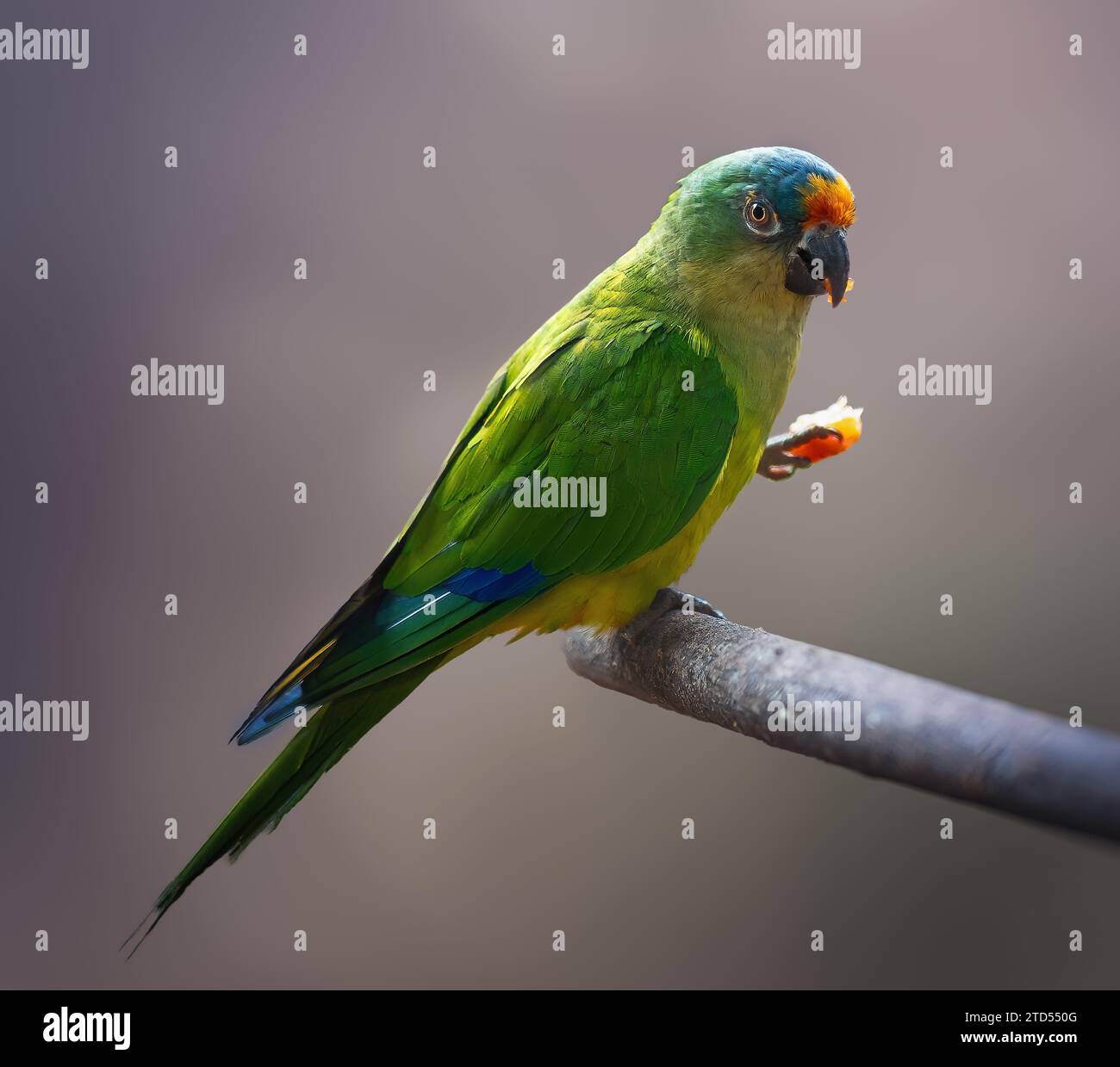 Fruit peach feather hires stock photography and images Alamy