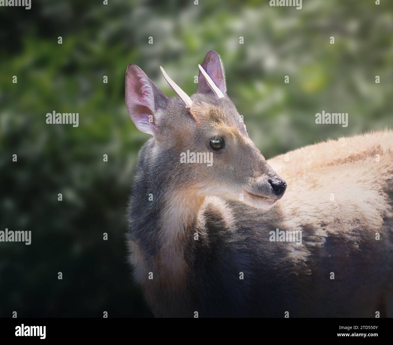 Male Gray Brocket (Mazama gouazoubira) - South American Deer Stock Photo