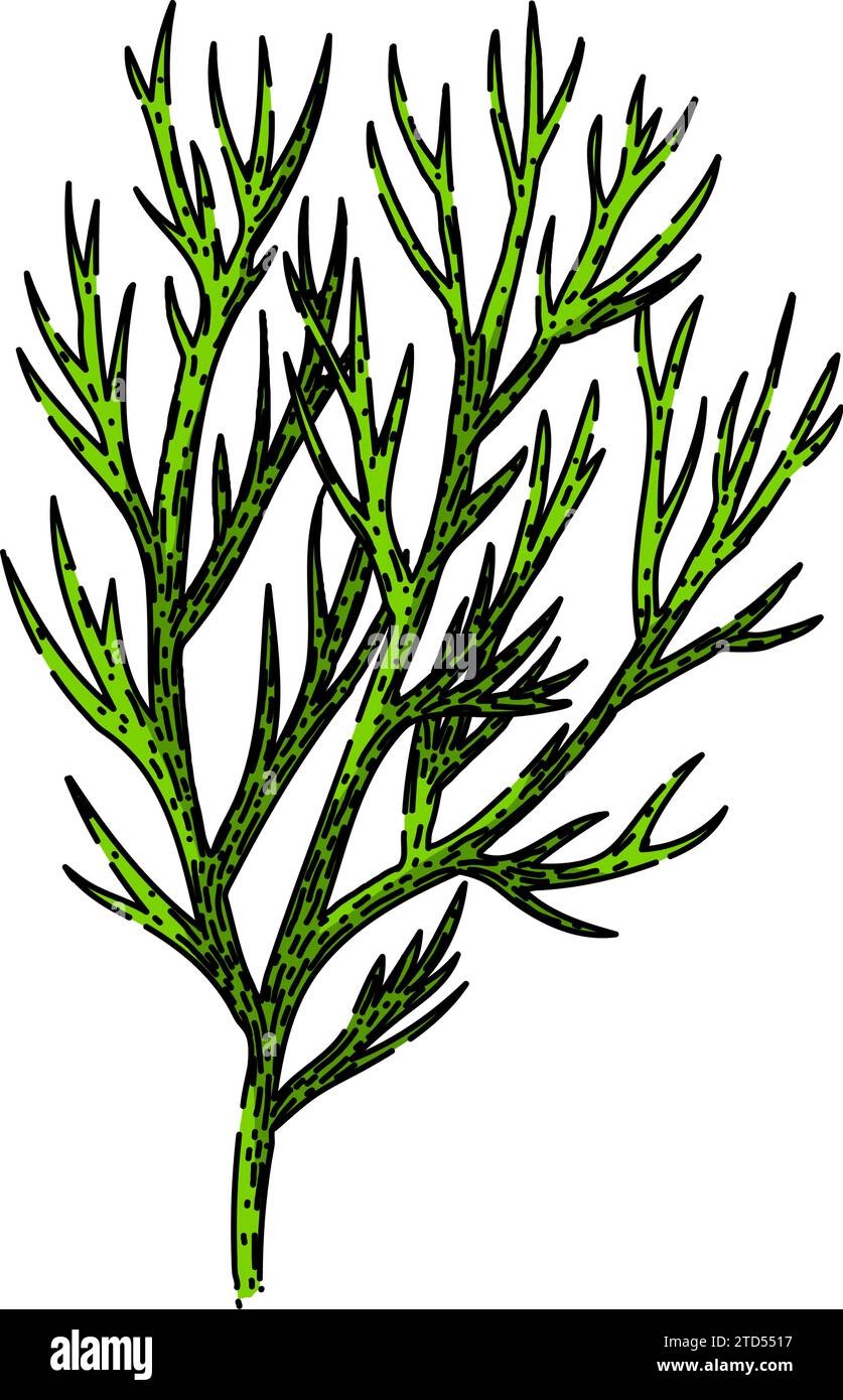 leaf dill sketch hand drawn vector Stock Vector Image & Art - Alamy