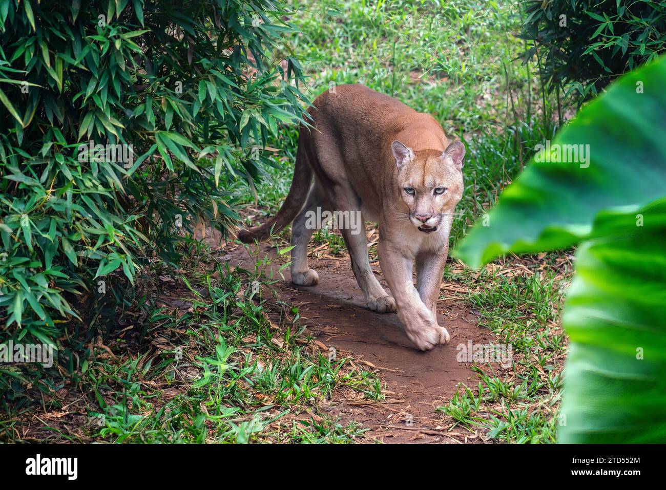 Cougar (Puma concolor) also known as Mountain Lion Stock Photo