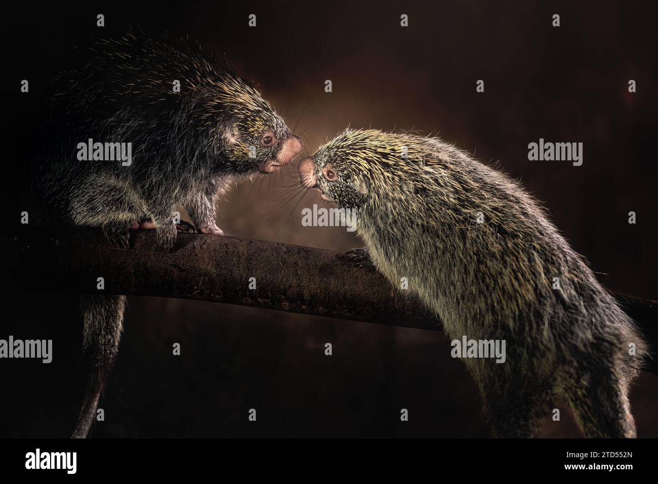 Hybrid brazilian porcupine hi res stock photography and images alamy