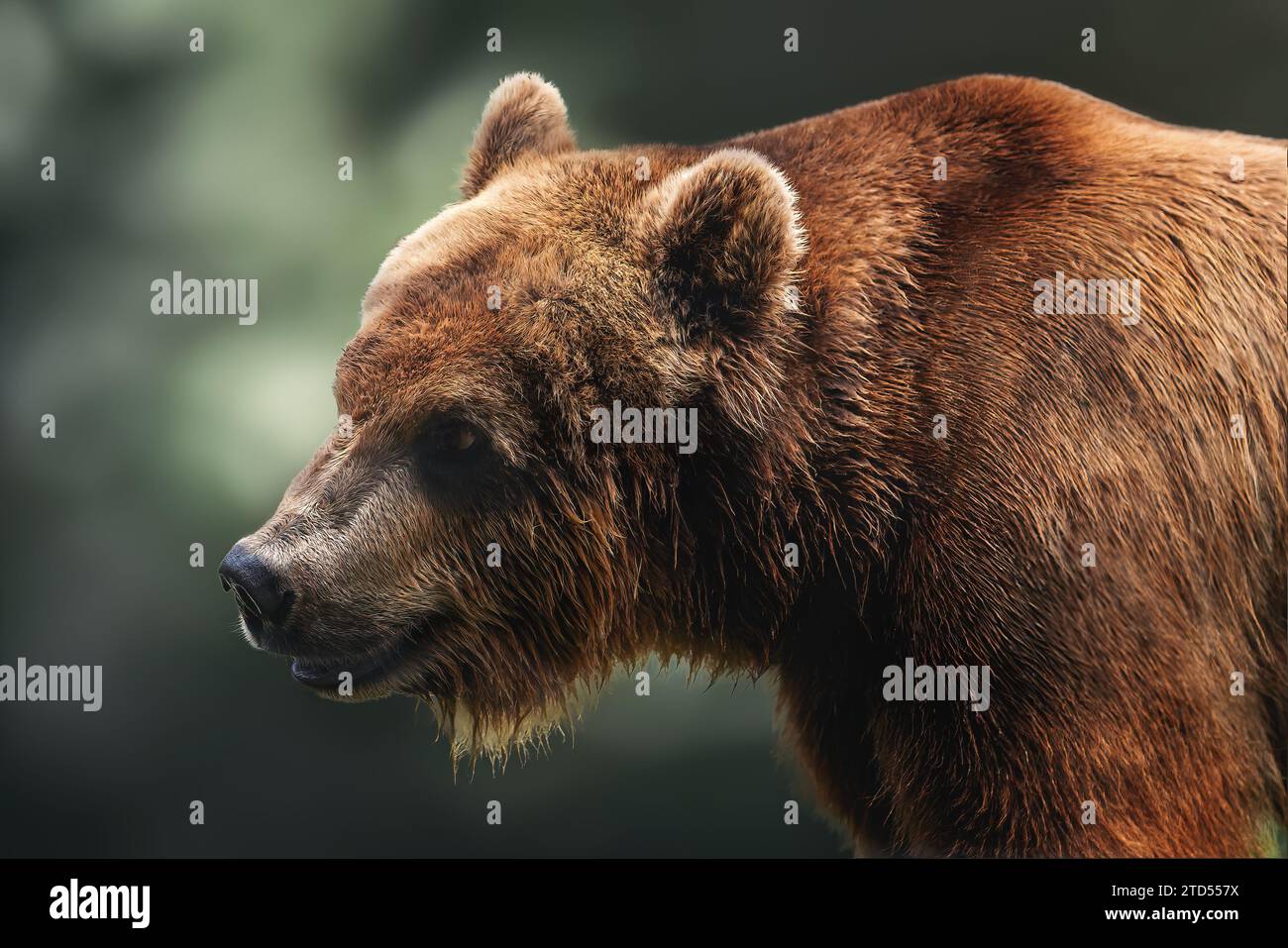 Brown Bear side portrait (Ursus arctos) Stock Photo
