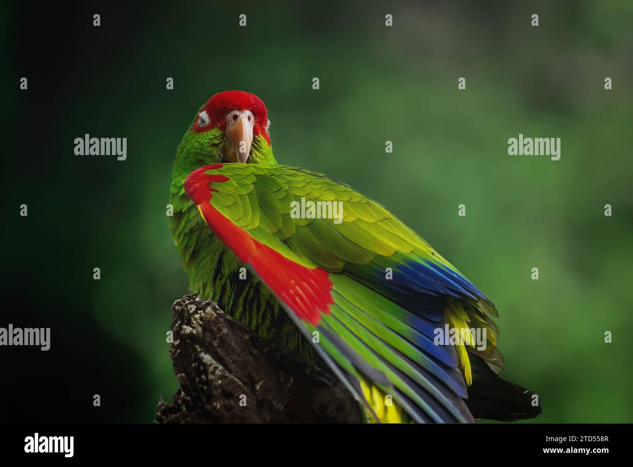 Red-spectacled Amazon Parrot wing (Amazona pretrei) Stock Photo