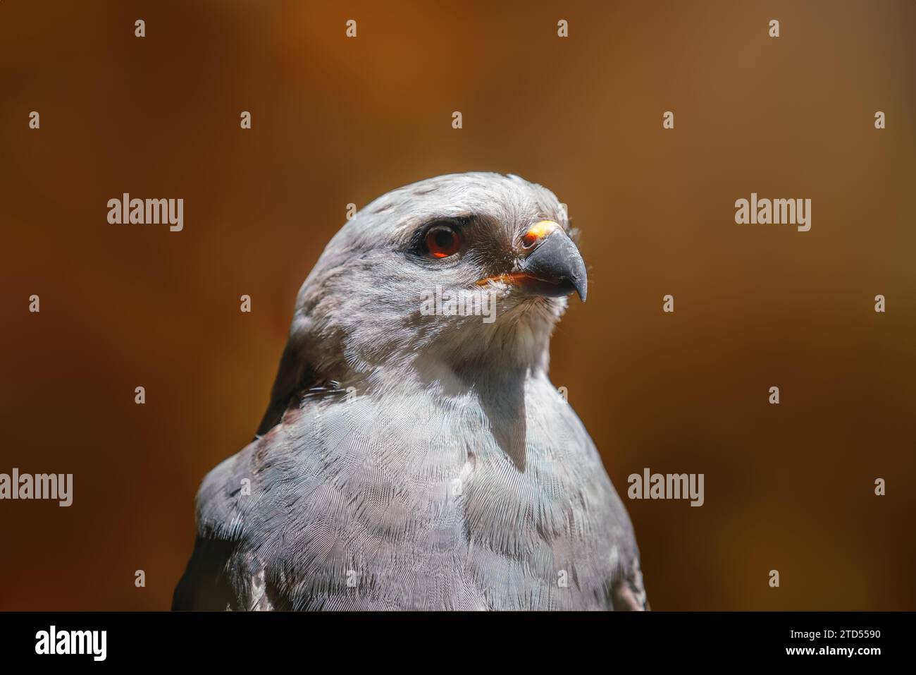 Rufous-thighed kite (Harpagus diodon) - Bird of Prey Stock Photo