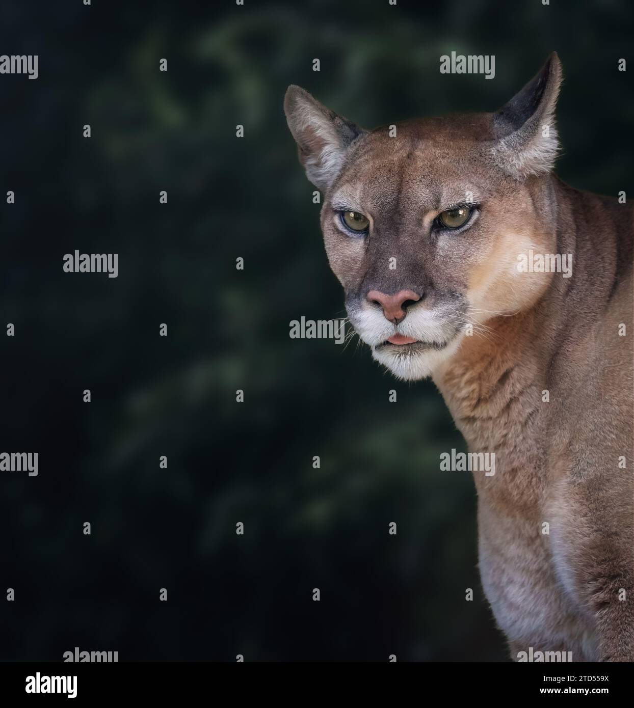 Cougar portrait (Puma concolor) also known as Mountain Lion Stock Photo