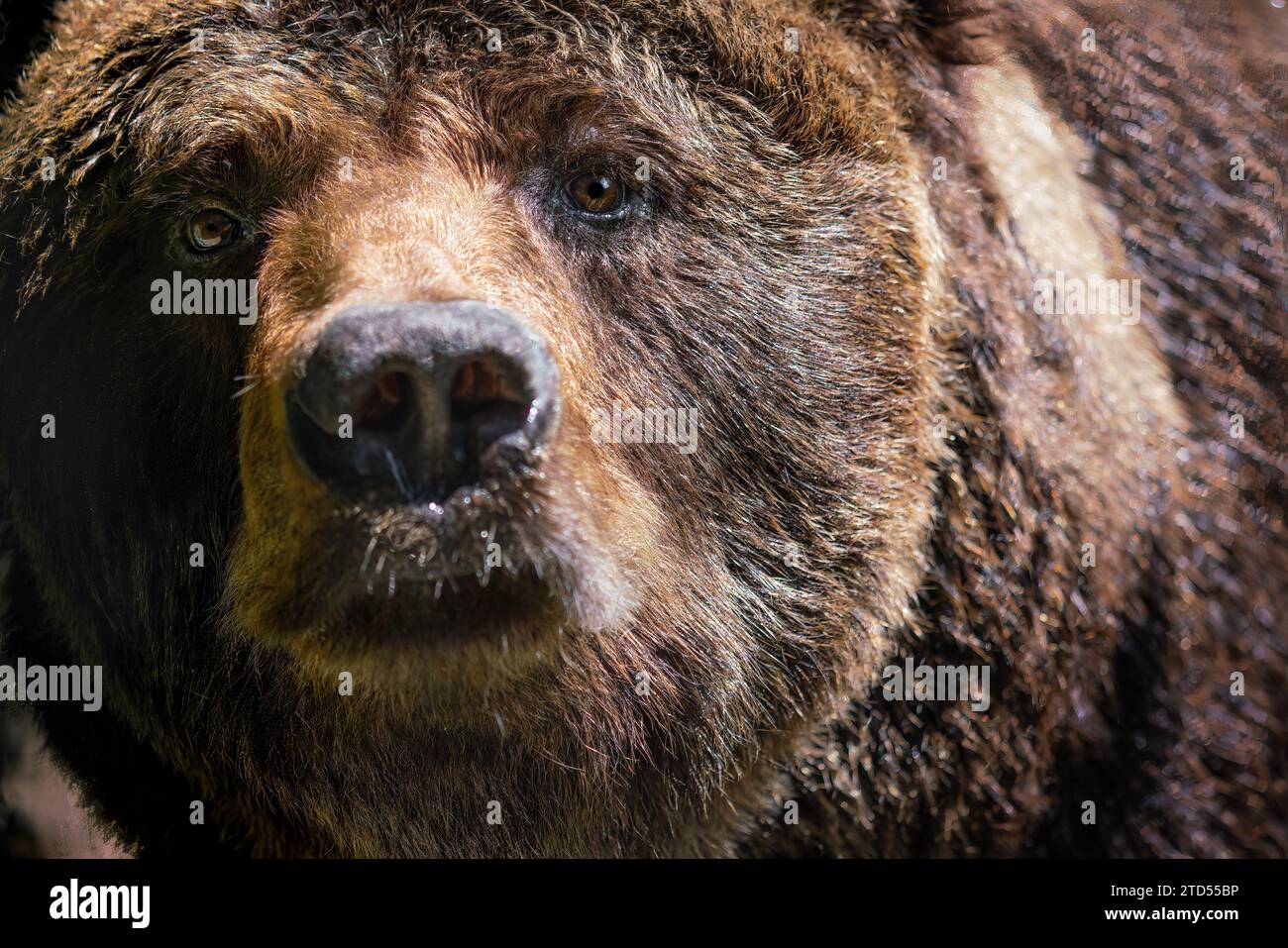 Brown Bear close up (Ursus arctos) Stock Photo