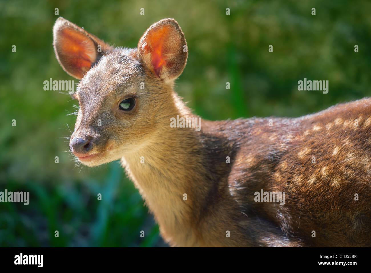 Baby Gray Brocket (Mazama gouazoubira) - South American Deer Stock Photo