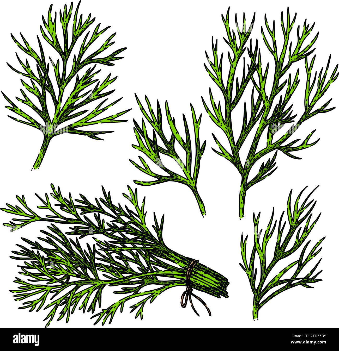 dill set sketch hand drawn vector Stock Vector Image & Art - Alamy