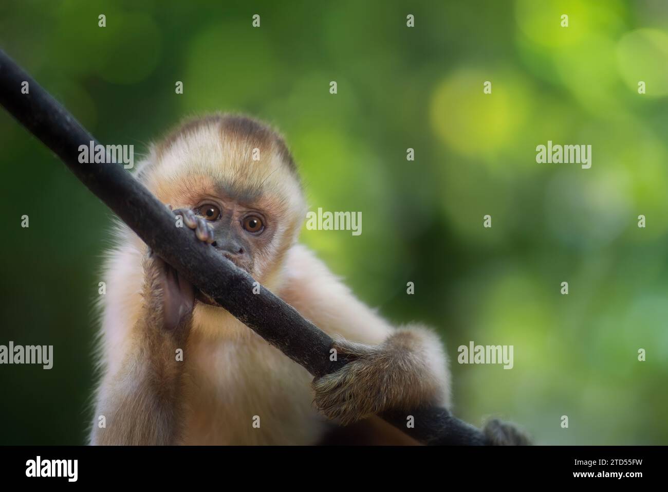 Baby Black-striped Capuchin Monkey (Sapajus libidinosus) Stock Photo