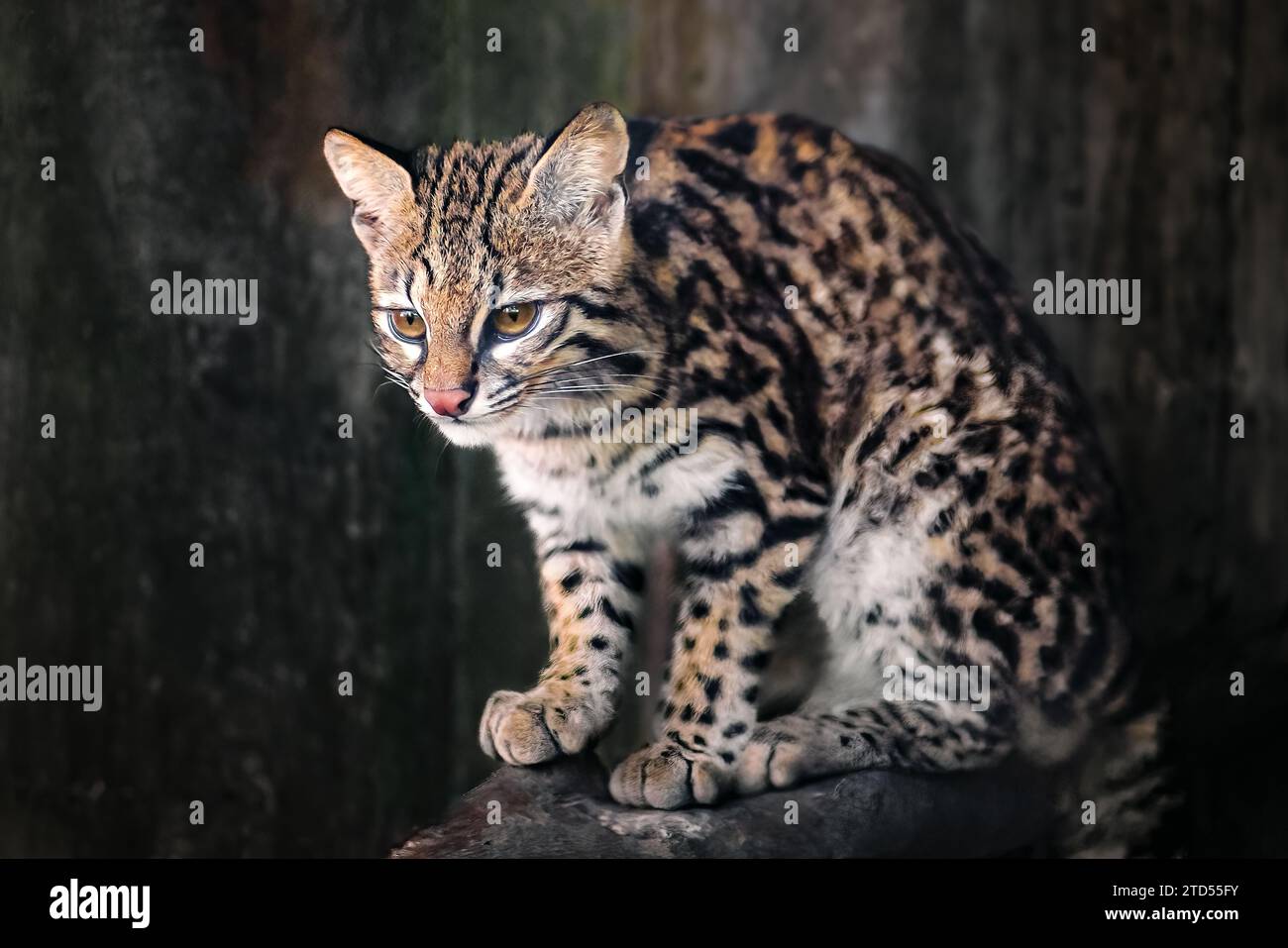 Oncilla (Leopardus tigrinus) Central and South American spotted wild