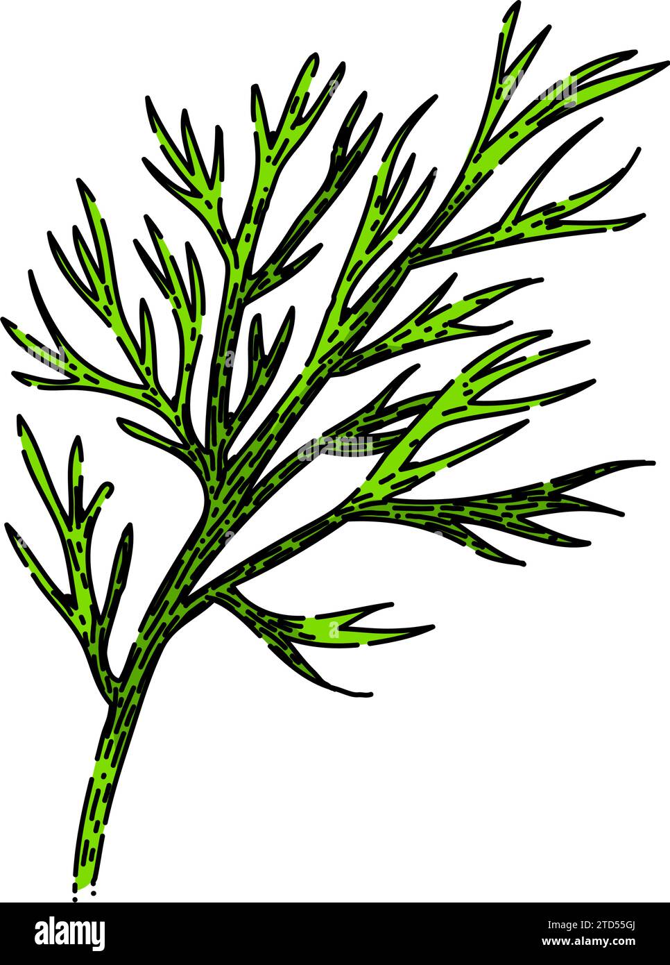 food fennel sketch hand drawn vector Stock Vector Image & Art - Alamy