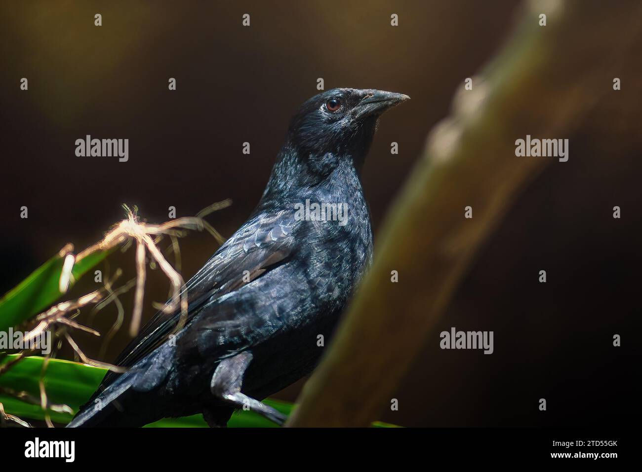 Chopi Blackbird (Gnorimopsar chopi) - South American Bird Stock Photo