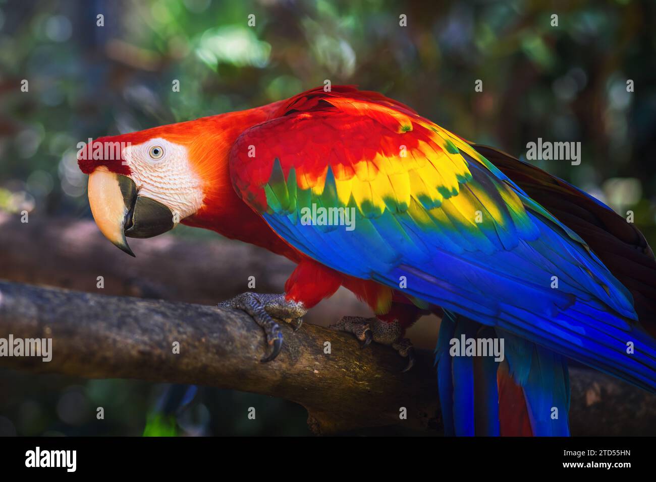 Colorful Scarlet Macaw (Ara macao) Stock Photo