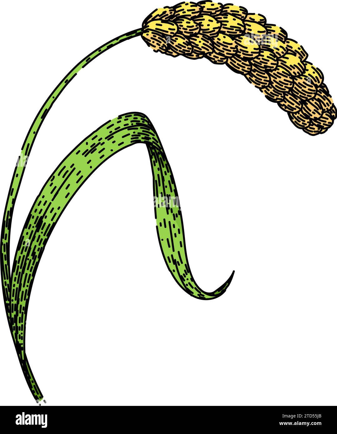 grain millet sketch hand drawn vector Stock Vector Image & Art Alamy