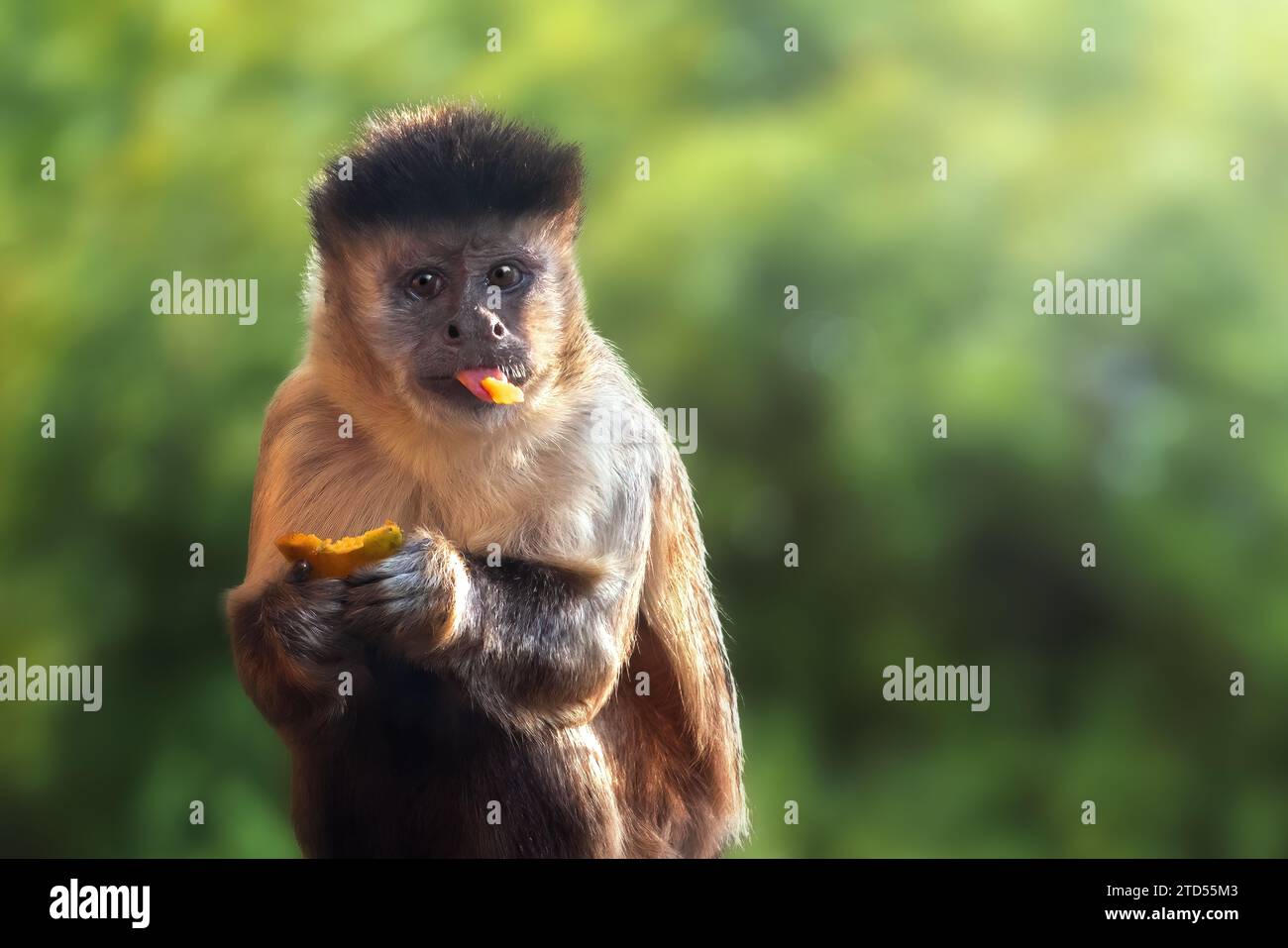 Black-striped Capuchin Monkey eating fruit (Sapajus libidinosus) Stock Photo