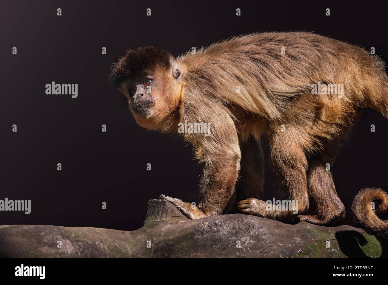 Black-striped Capuchin Monkey (Sapajus libidinosus) Stock Photo