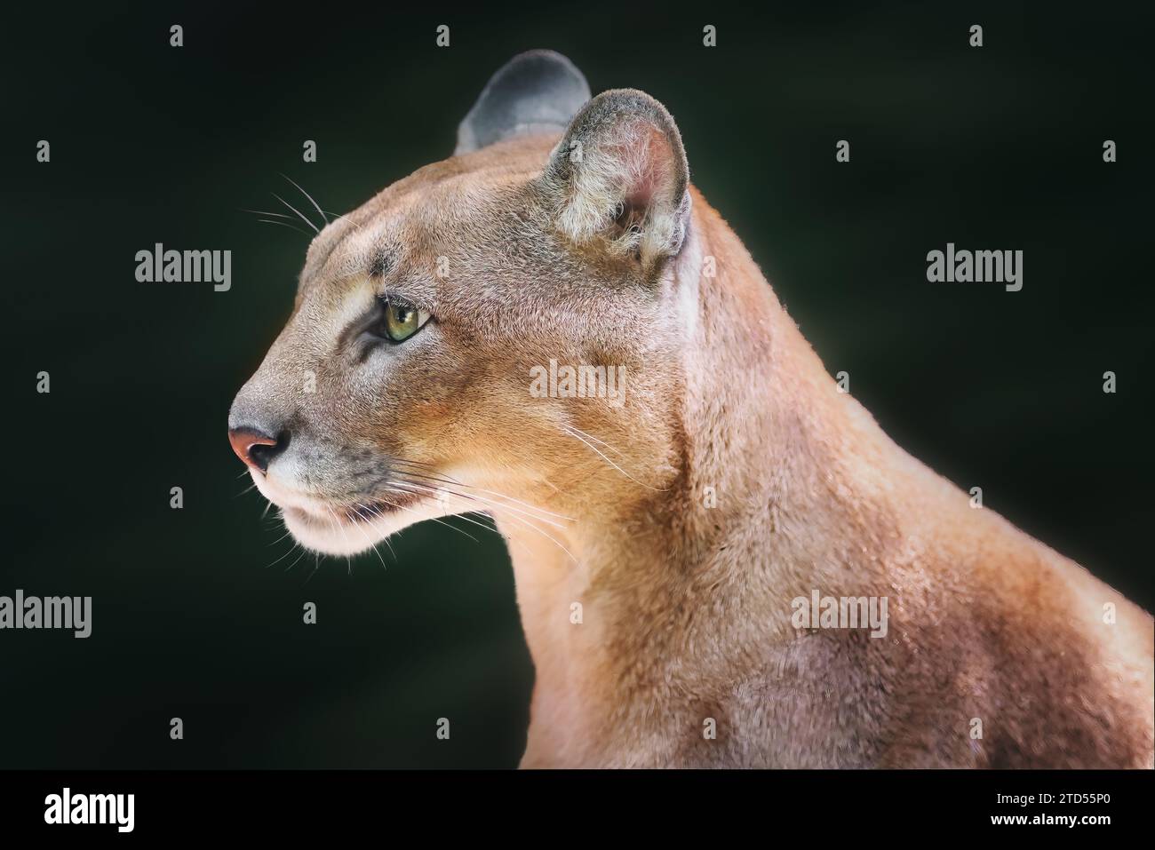Cougar side portrait (Puma concolor) also known as Mountain Lion Stock Photo