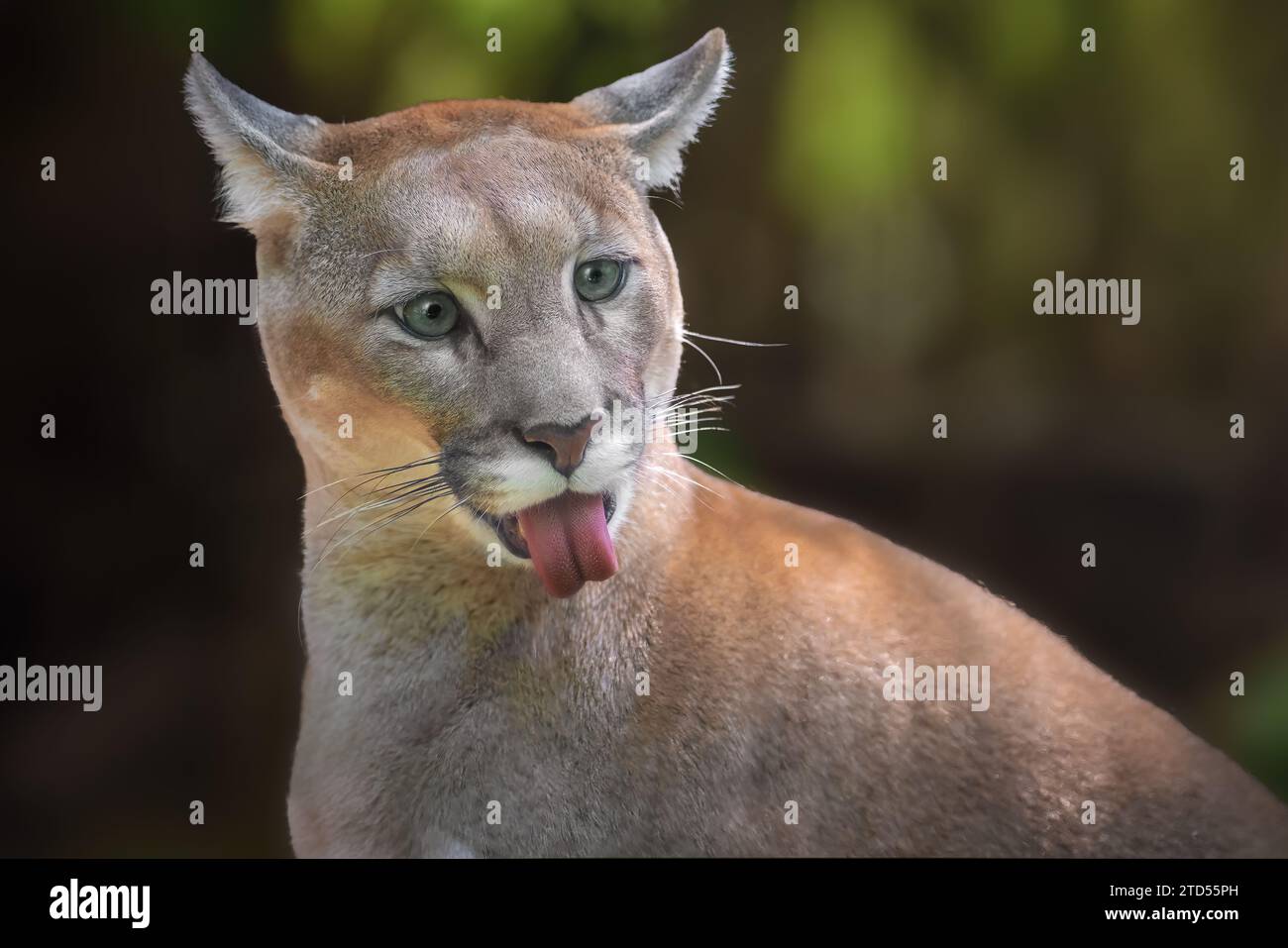 Puma concolor face hi-res stock photography and images - Alamy