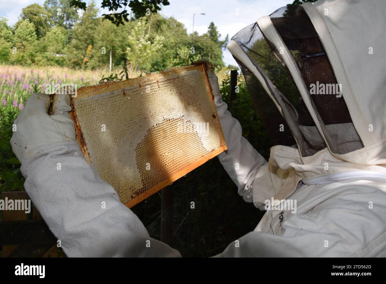 Beekeeper inspecting a hive frame on a sunny summers day Stock Photo