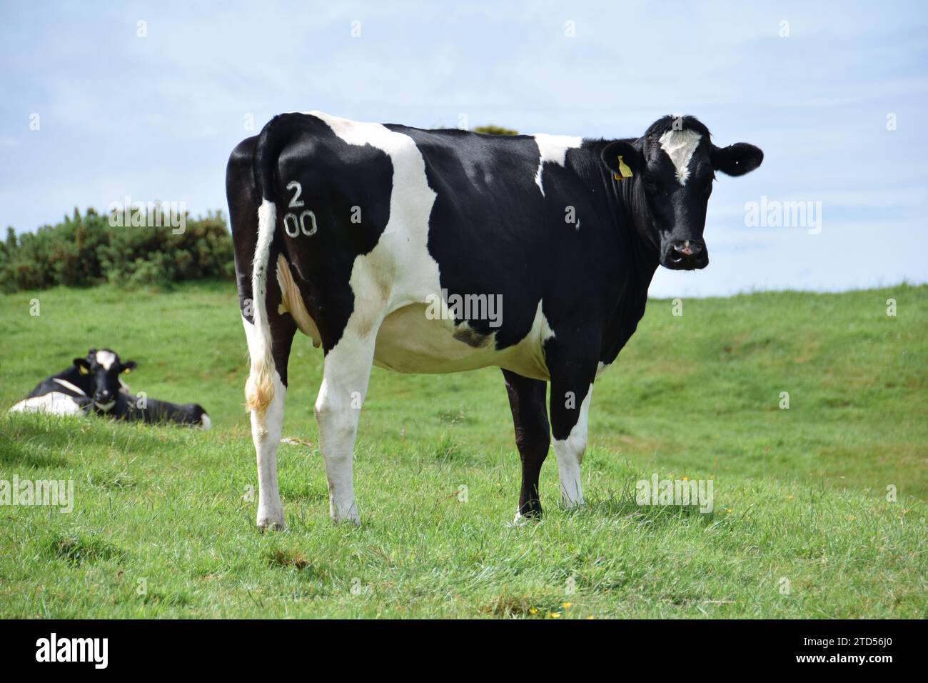Dairy cow in field hi-res stock photography and images - Alamy